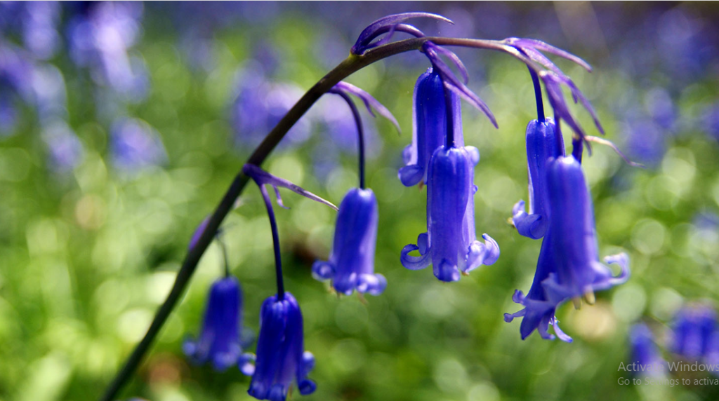 Bluebell Flower Meaning And Symbolism