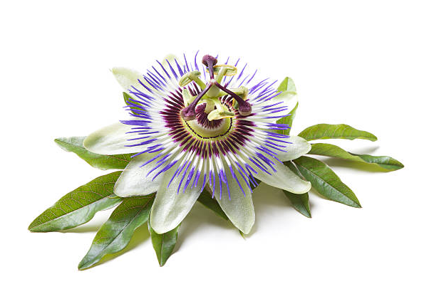 Passion Flower Meaning And Symbolism