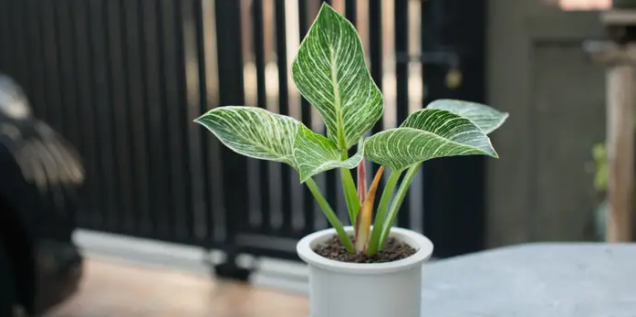 Plants For Office Desk