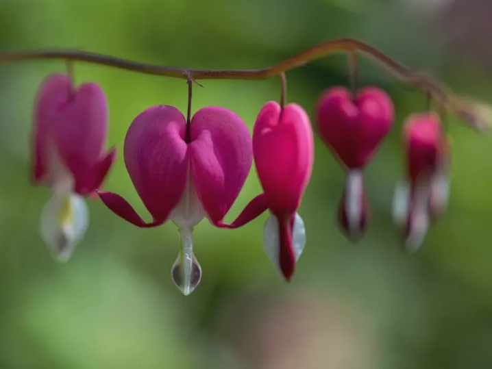 Bleeding Heart Flower Meaning And Symbolism