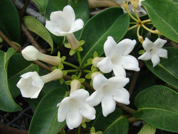 Stephanotis Flower
