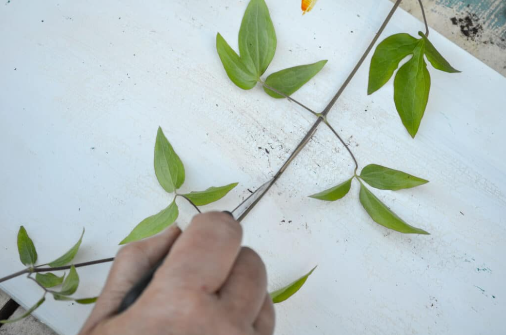 Propagating Clematis