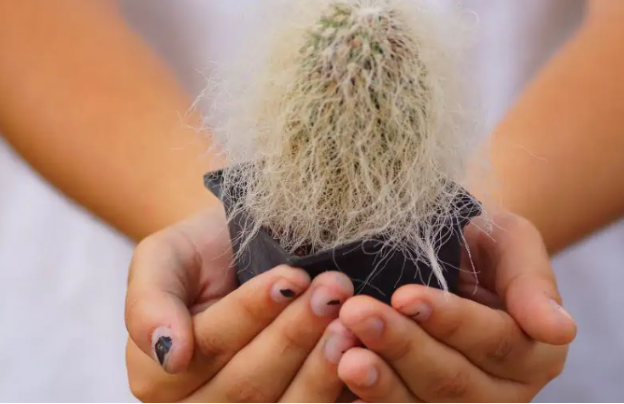 White Hair On Some Cacti Plants?
