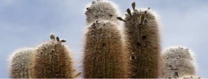 White Hair On Some Cacti Plants?