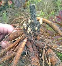 Peony Bare Root