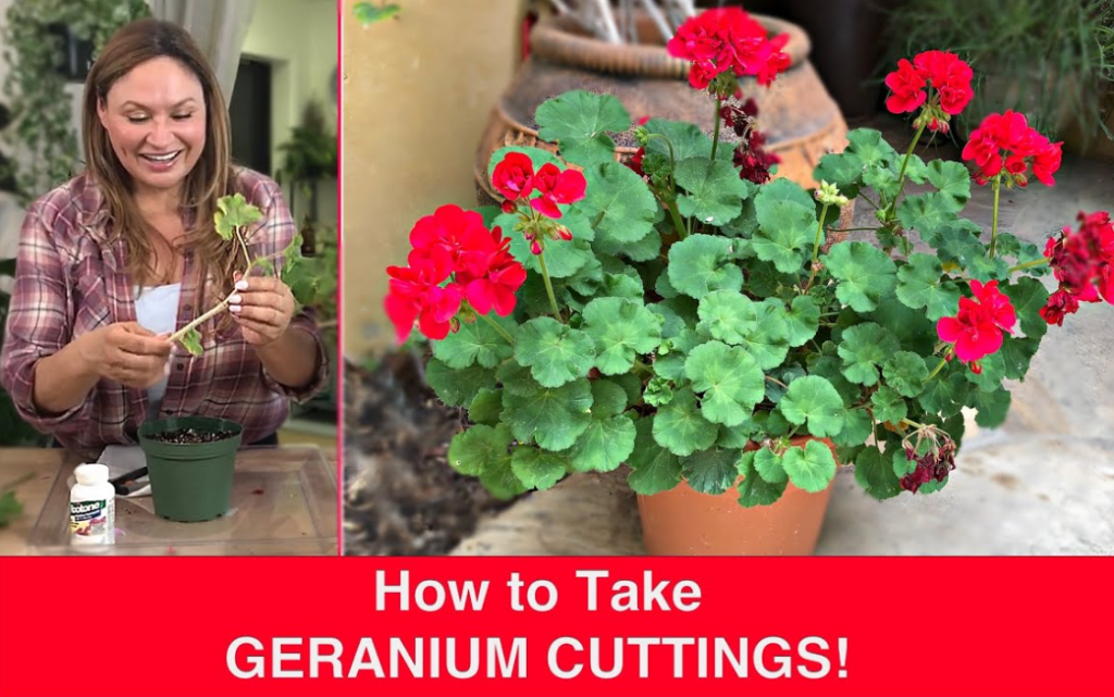 Propagating Geraniums