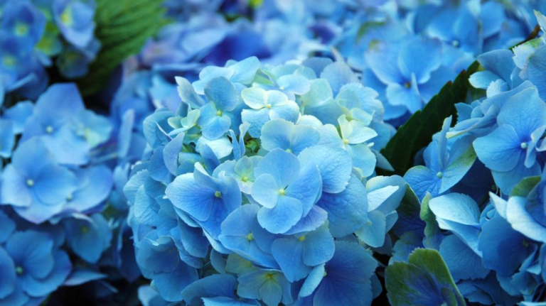 Everything You Need To Know About Blue Flowers